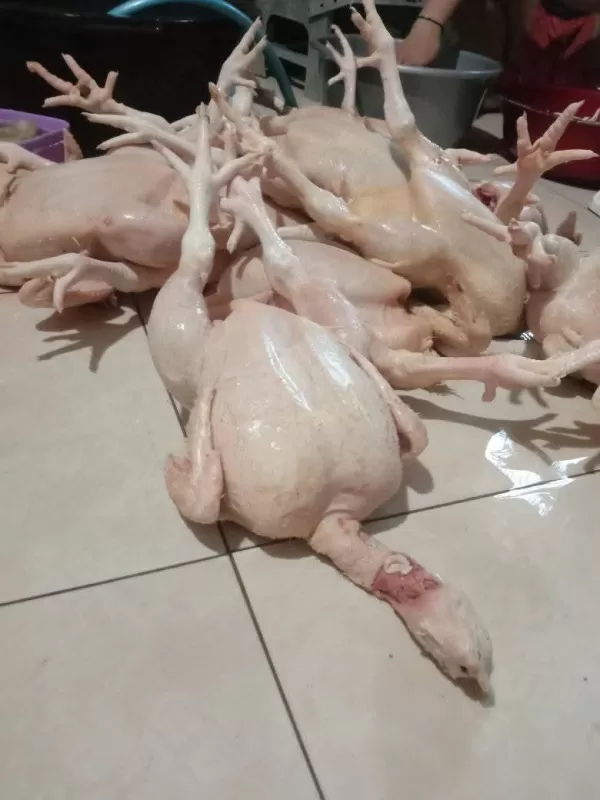 Ayam gelondongan